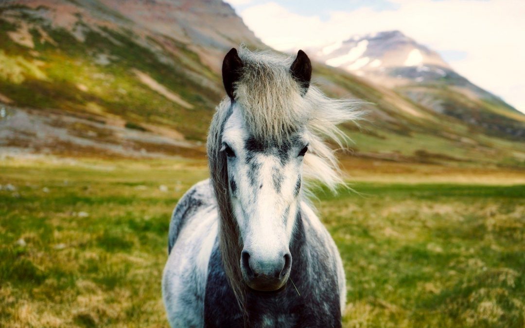 Smuk islandsk hest